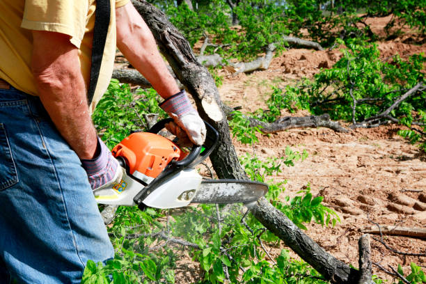 Professional Tree Service in Buchanan, GA